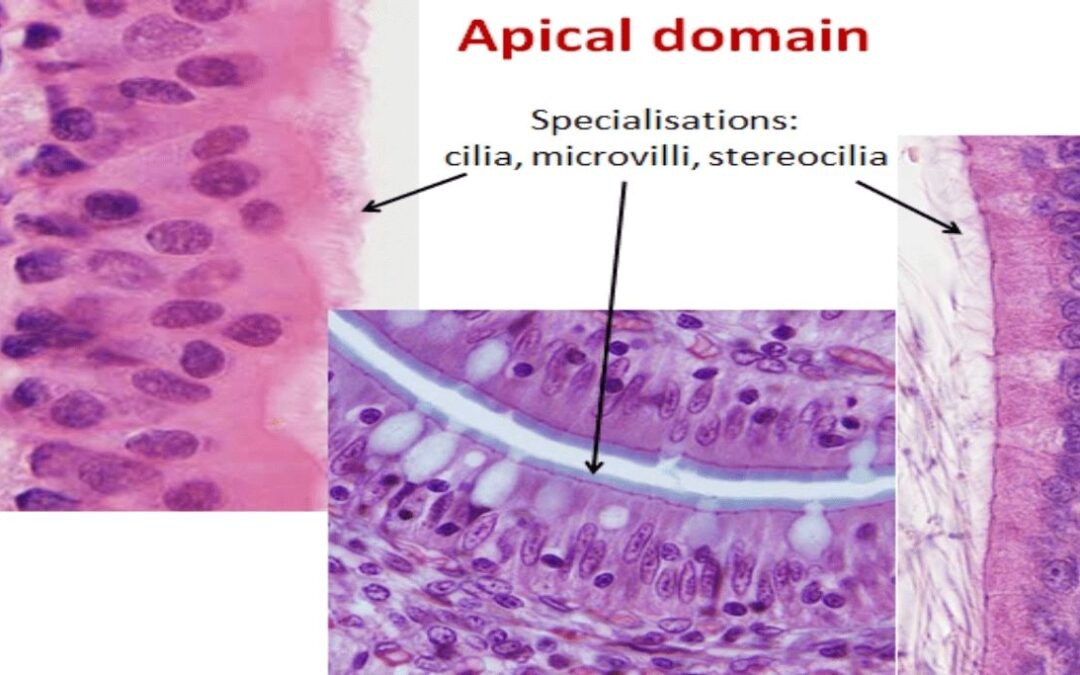 HISTOLOGY